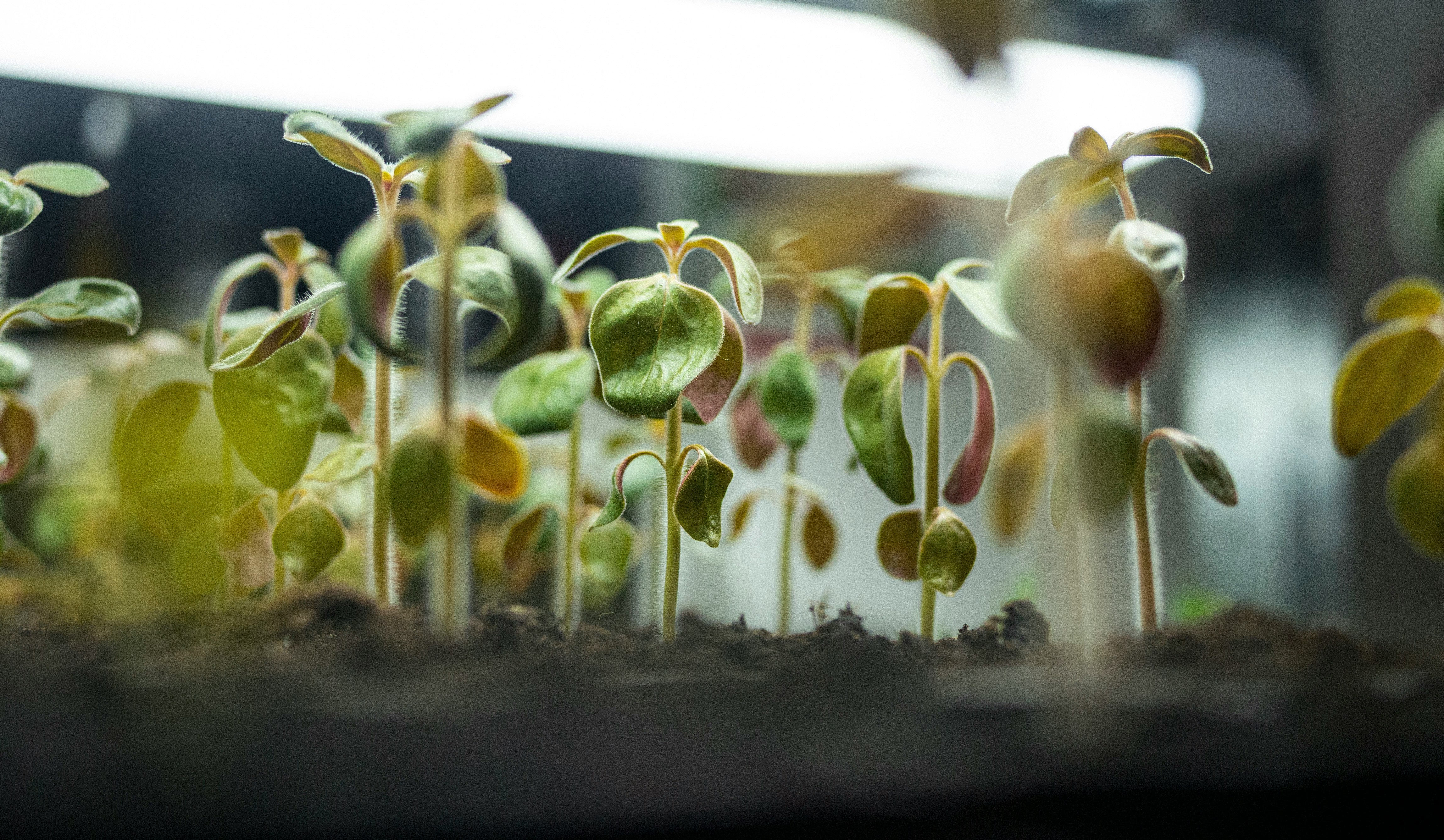 From Seed to Supper: The Joys and Rewards of Growing Your Own Food with Hydroponics